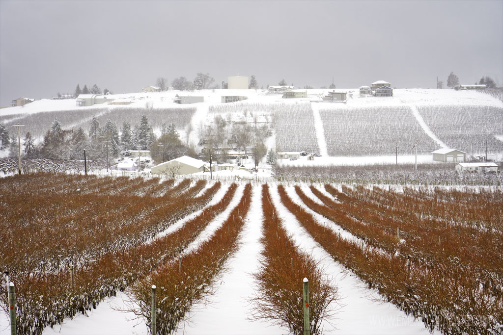 snowy blueberry fields in Lake Chelan, WA