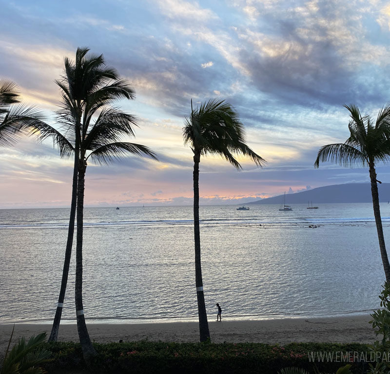 palm trees and the ocean at sunset