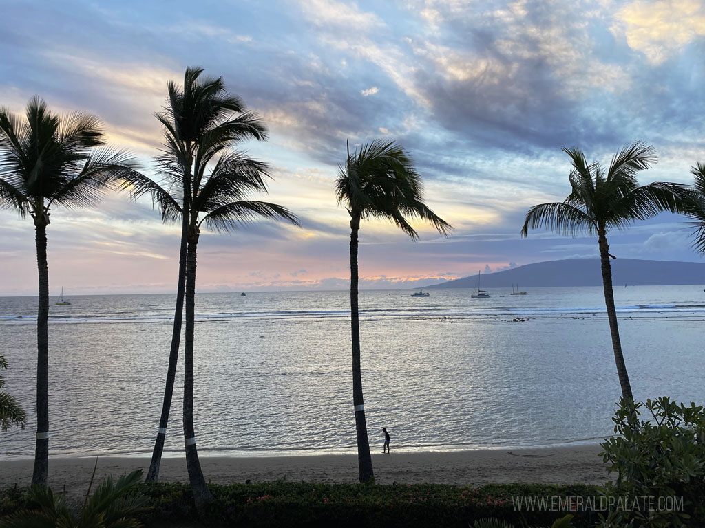palm trees and the ocean at sunset