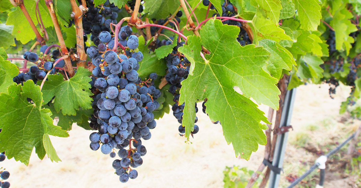 closeup of wine grapes on vine