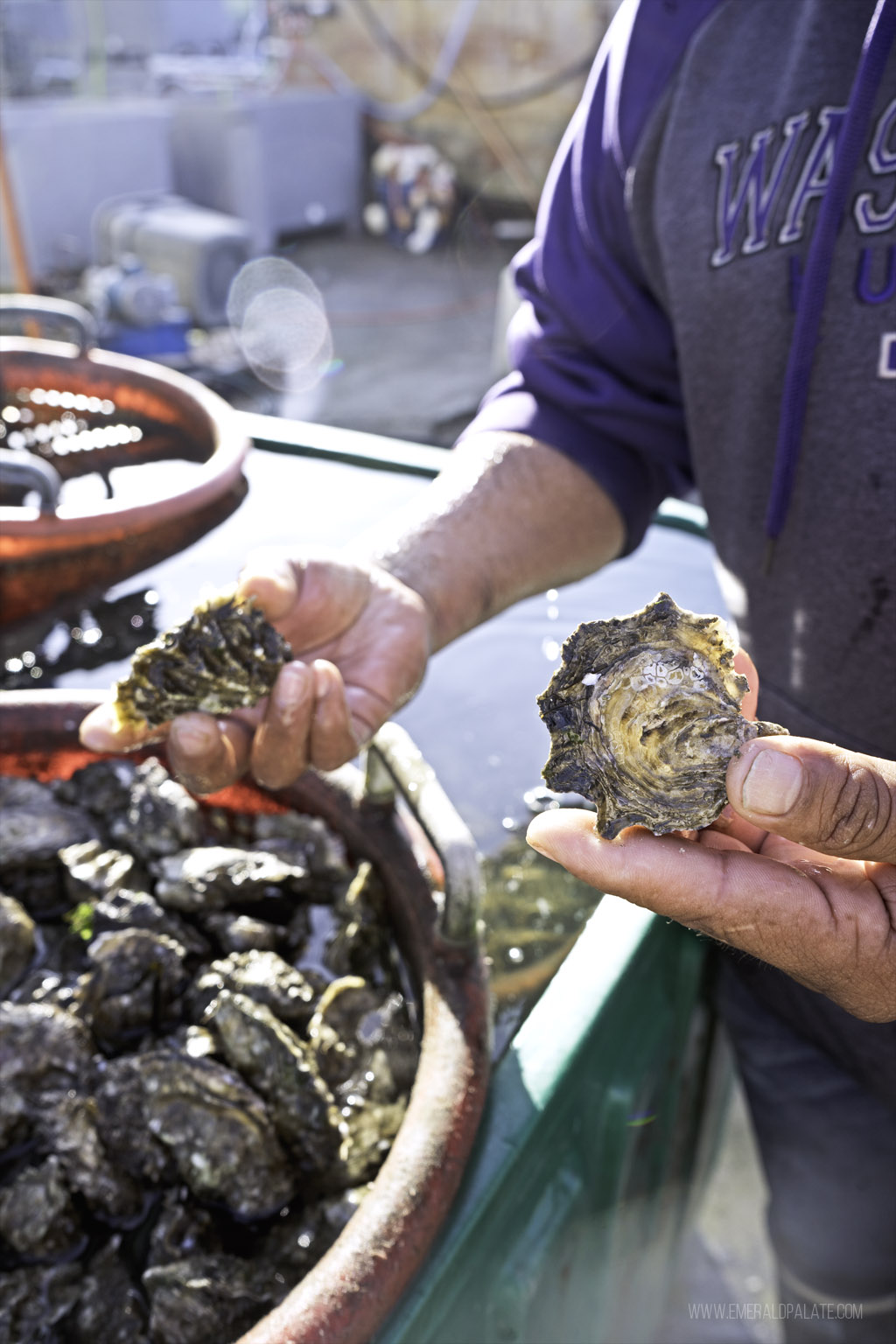 person holding oysters at Skagit County oyster farm