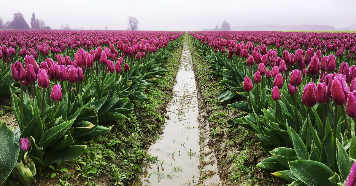 2023 Seattle Tulip Festival A Local's Guide to Avoiding Crowds