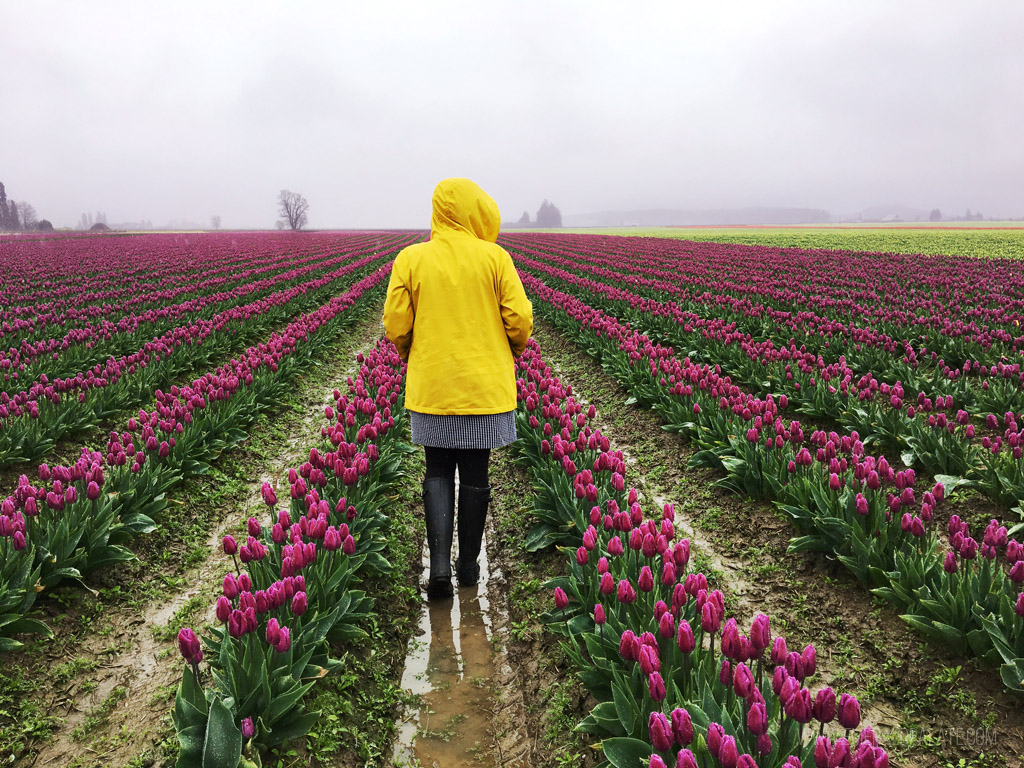 person walking between rows of tulip fields at a tulip festival