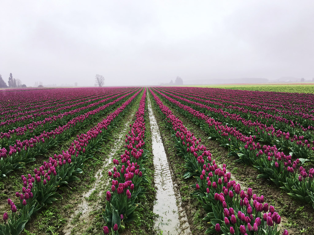 linhas e filas de campos de tulipas coloridas