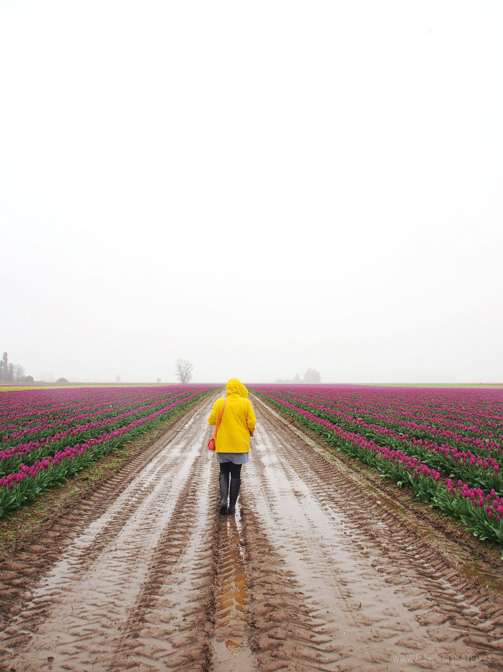 Mulher a caminhar no campo lamacento de tulipas no Festival da Tulipa do Vale do Skagit