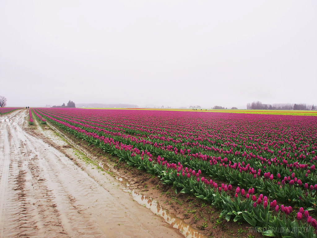 granja de campos de tulipanes
