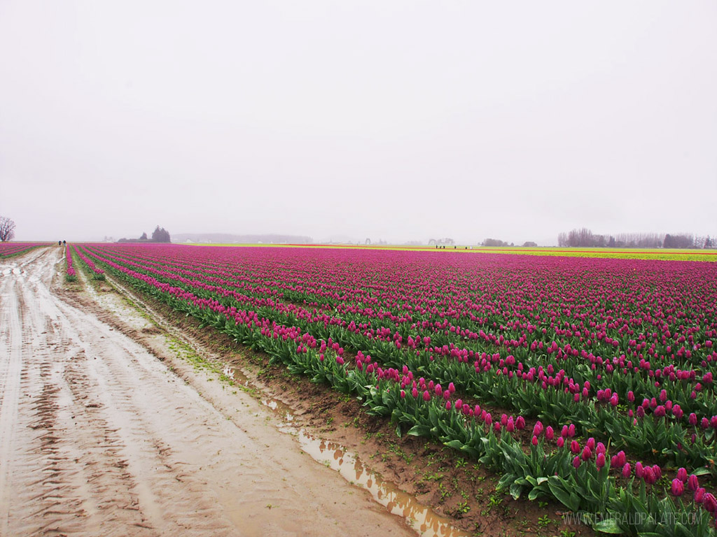 muddy tulip field farm