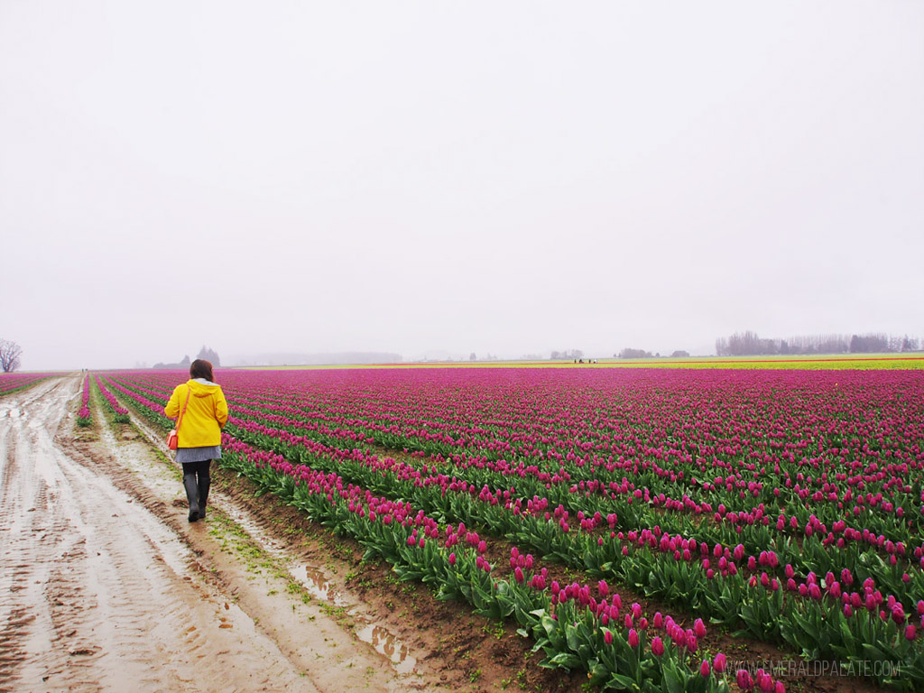 Mujer caminando por un campo de tulipanes mojado en un festival de tulipanes