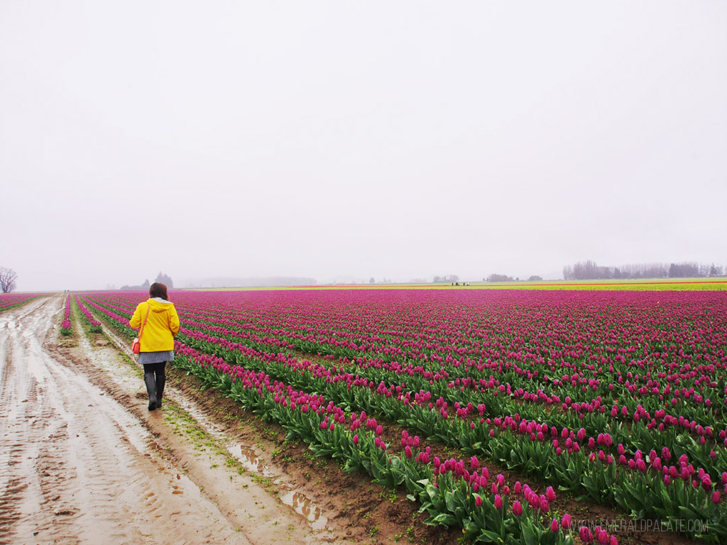 Mulher a andar no campo de tulipas molhadas num festival de tulipas