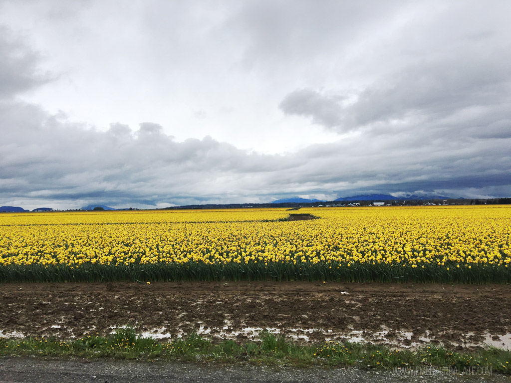 campos de narcisos amarelos no condado de Skagit