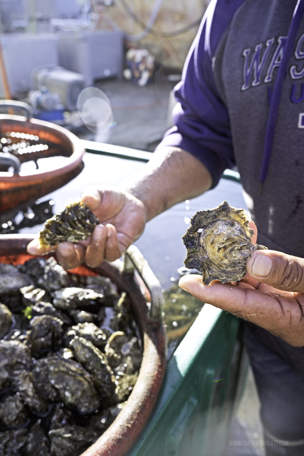 close up of person holding oysters at an oyster farm in Skagit County