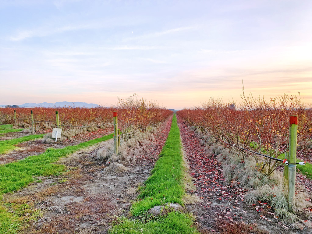 vineyards at sunset in Skagit County