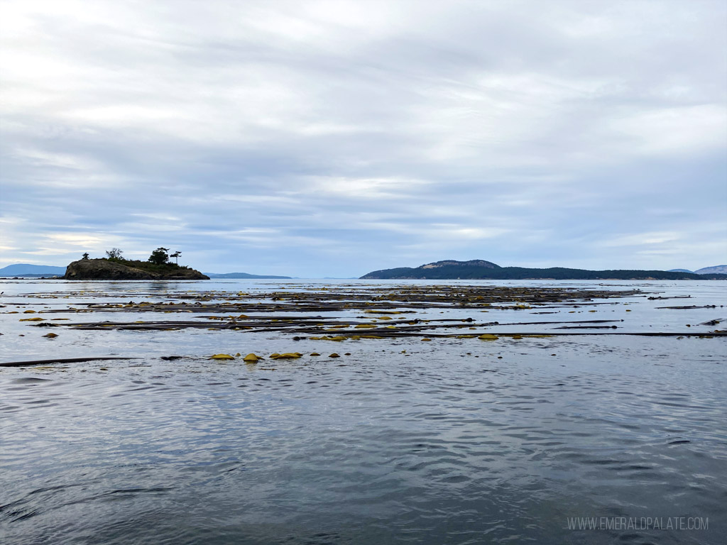 kelp floating in Salish Sea of San Juan Island