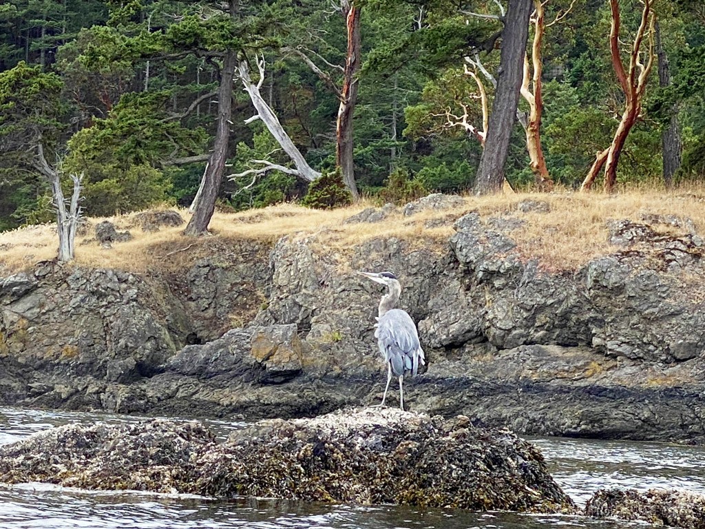 great blue heron bird in San Juan Island, seen from a kayak tour