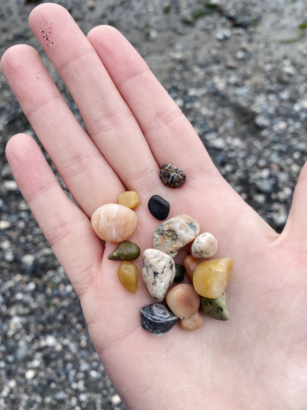 hand holding colorful beach pebbles from San Juan Island