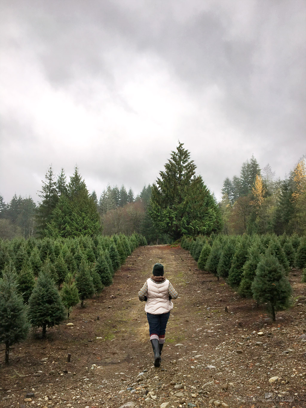 woman walking among evergreen trees on a tree farm