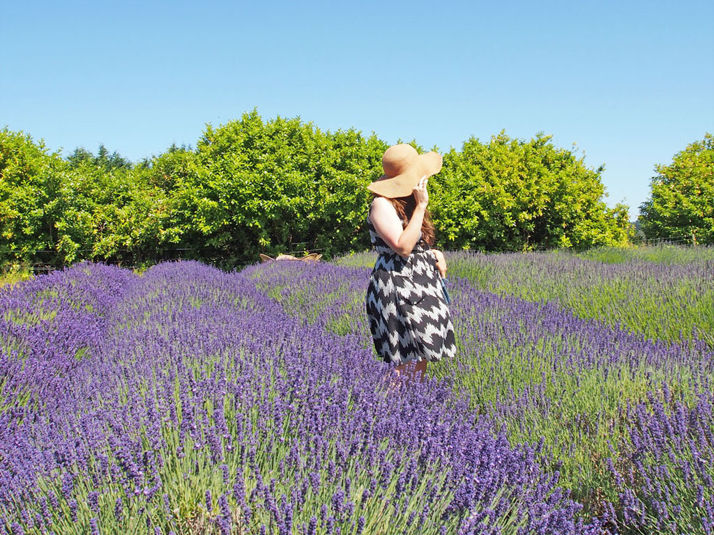woman in lavender fields in Olympia, a scenic Seattle day trip