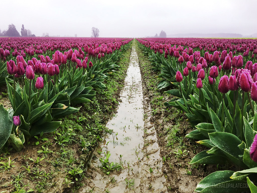 rows of tulips in Skagit Valley, a must visit day trip from Seattle