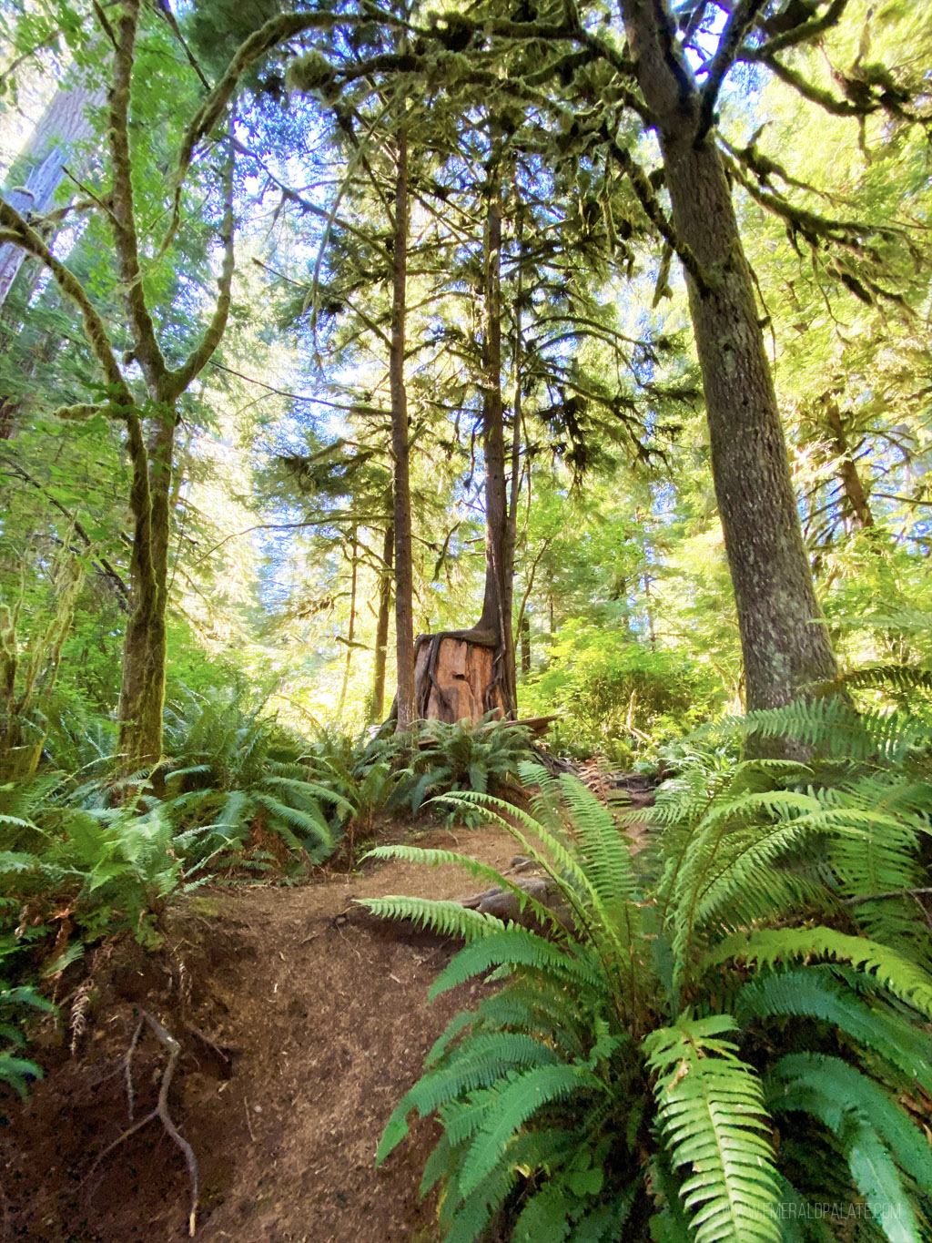 trees in the Hoh Rainforest, a must-visit attraction on the Washington coast in the Olympic peninsula