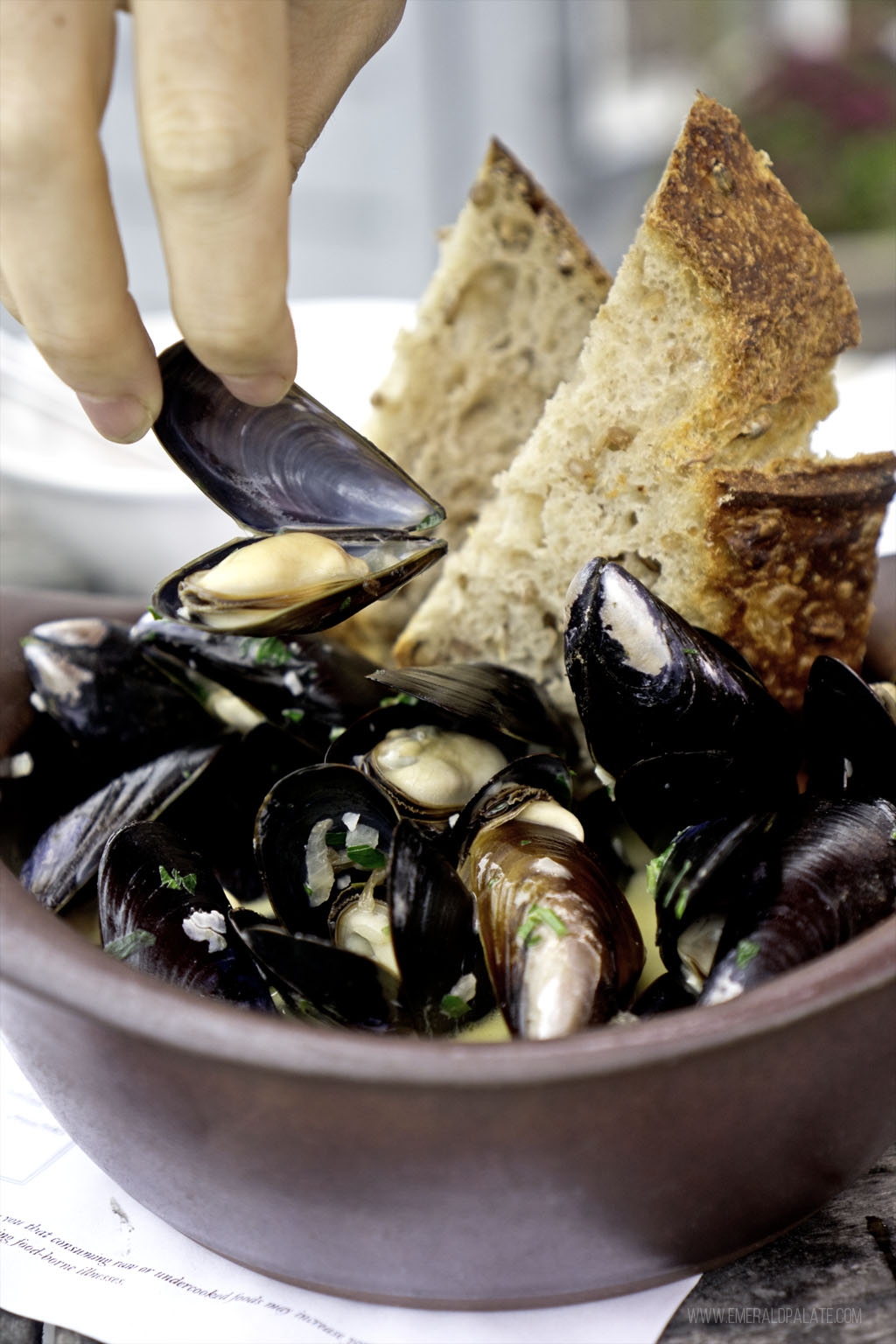 person picking up penn cove mussels, one of the must eat things on Whidbey Island