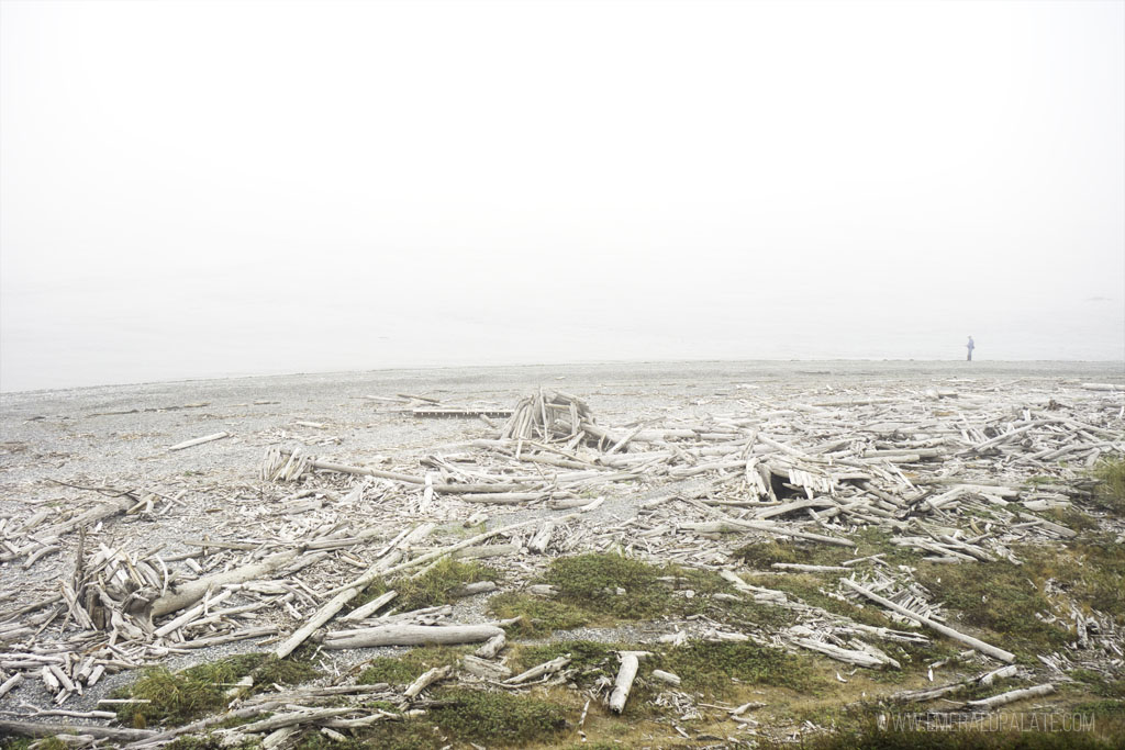 driftwood on beach at Fort Casey State Park on Whidbey Island