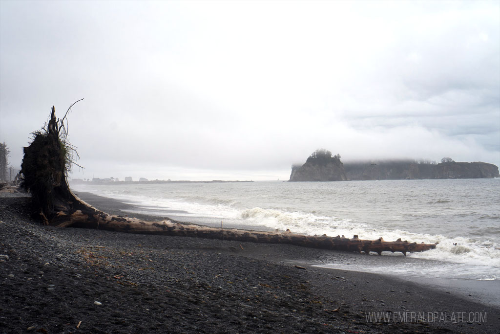 Rialto Beach with huge driftwood during a rainstorm