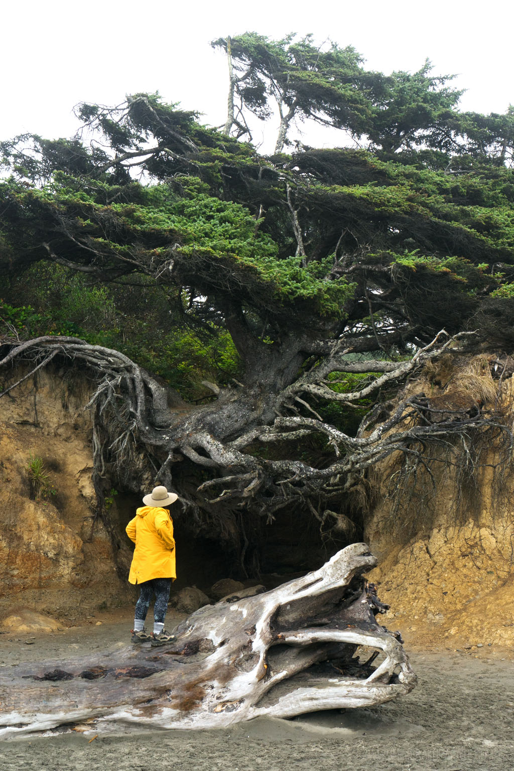 woman in raincoat standing on log looking up at huge tree growing over a crevasse so its roots are visible
