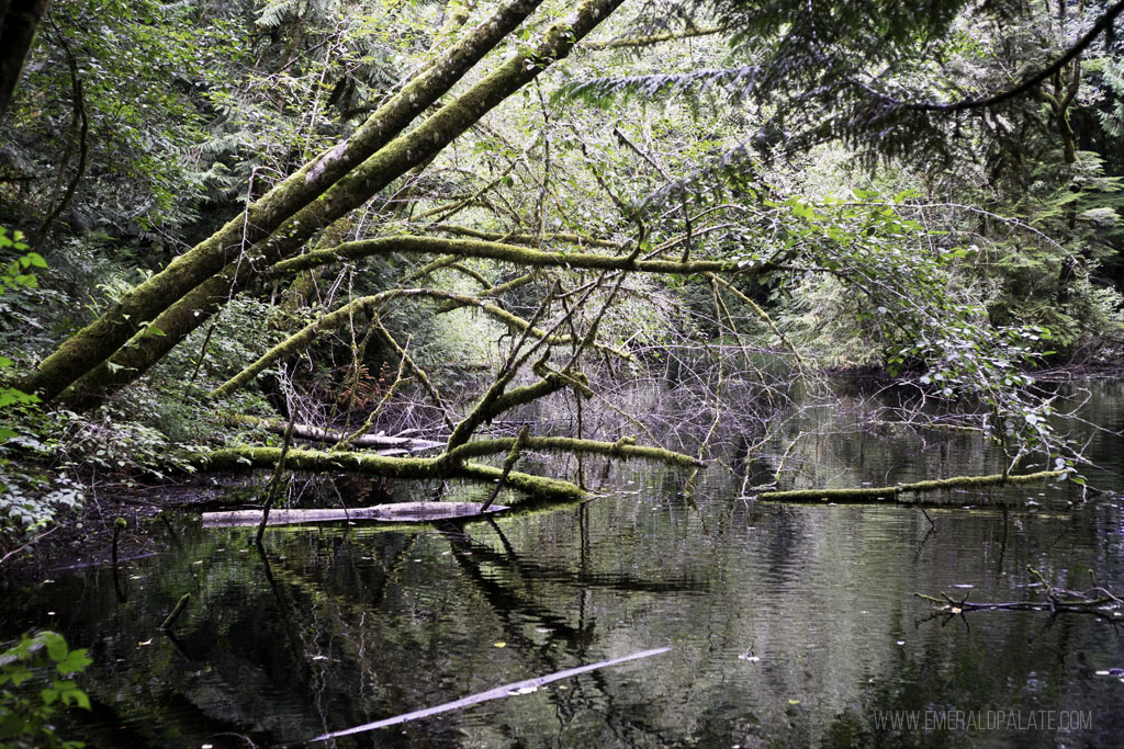 pond in Grand Forest, a must visit during a one day on Bainbridge Island