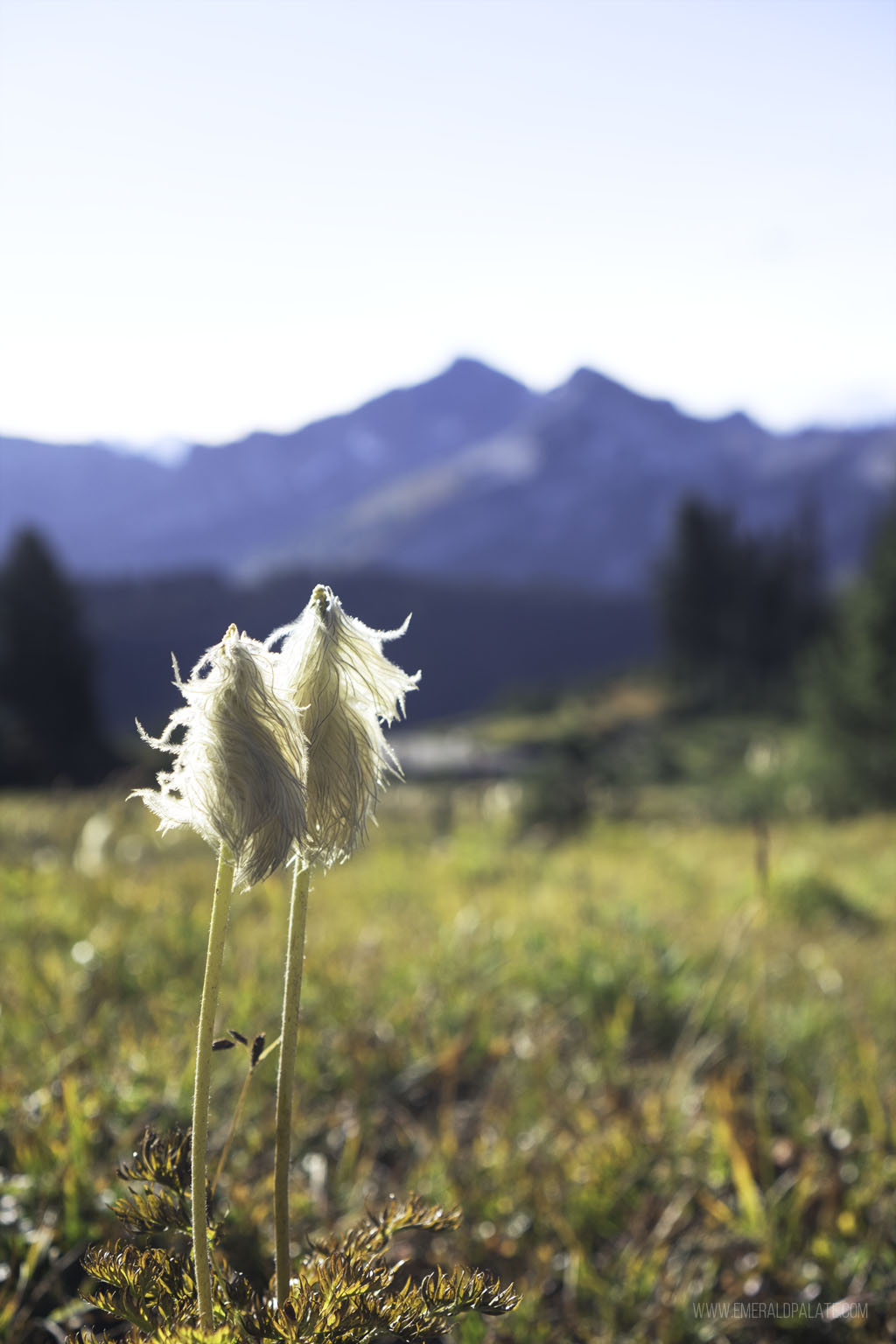 closeup of wildflower at Mt Rainier National Park