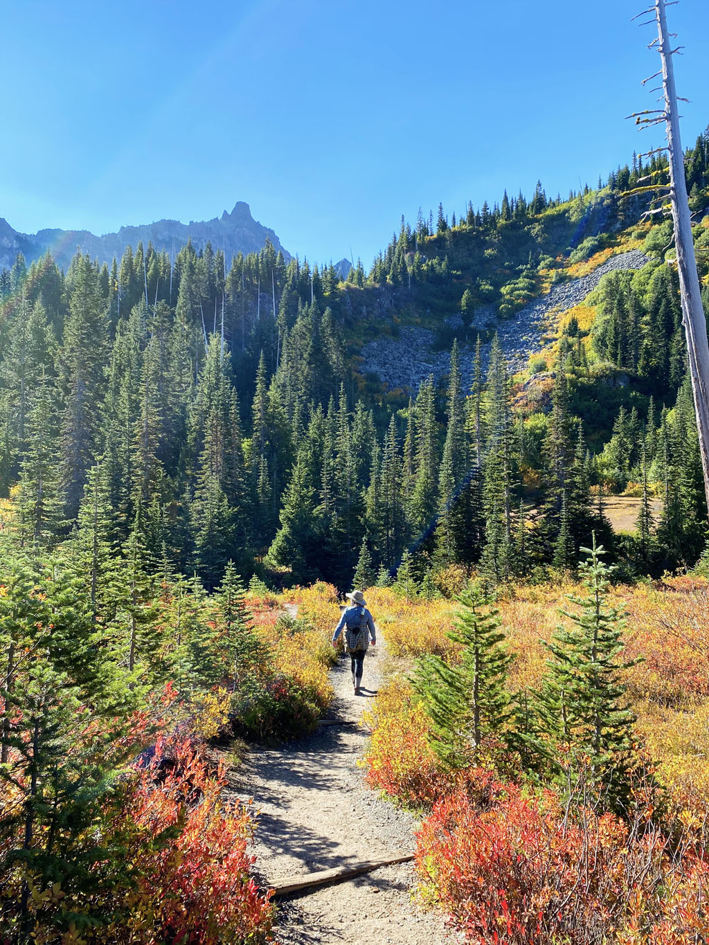 woman hiking in an alpine meadow with growth forests