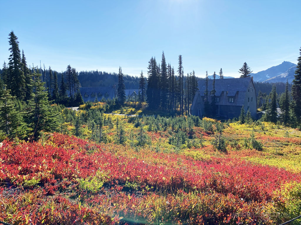 fall foliage in meadow at Paradise in Mt Rainier National Park