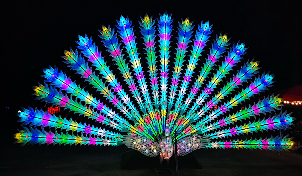 peacock Christmas lights, a Christmas activity in Seattle