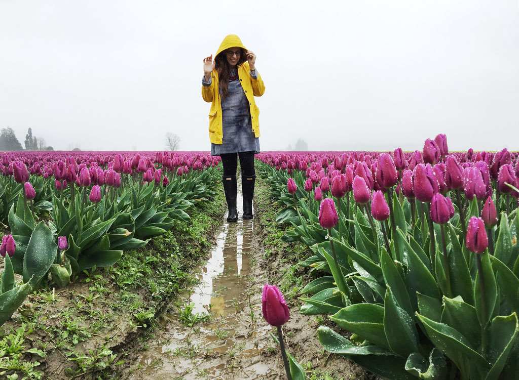 woman covering head with rainjacket during rain storm in a tulip field
