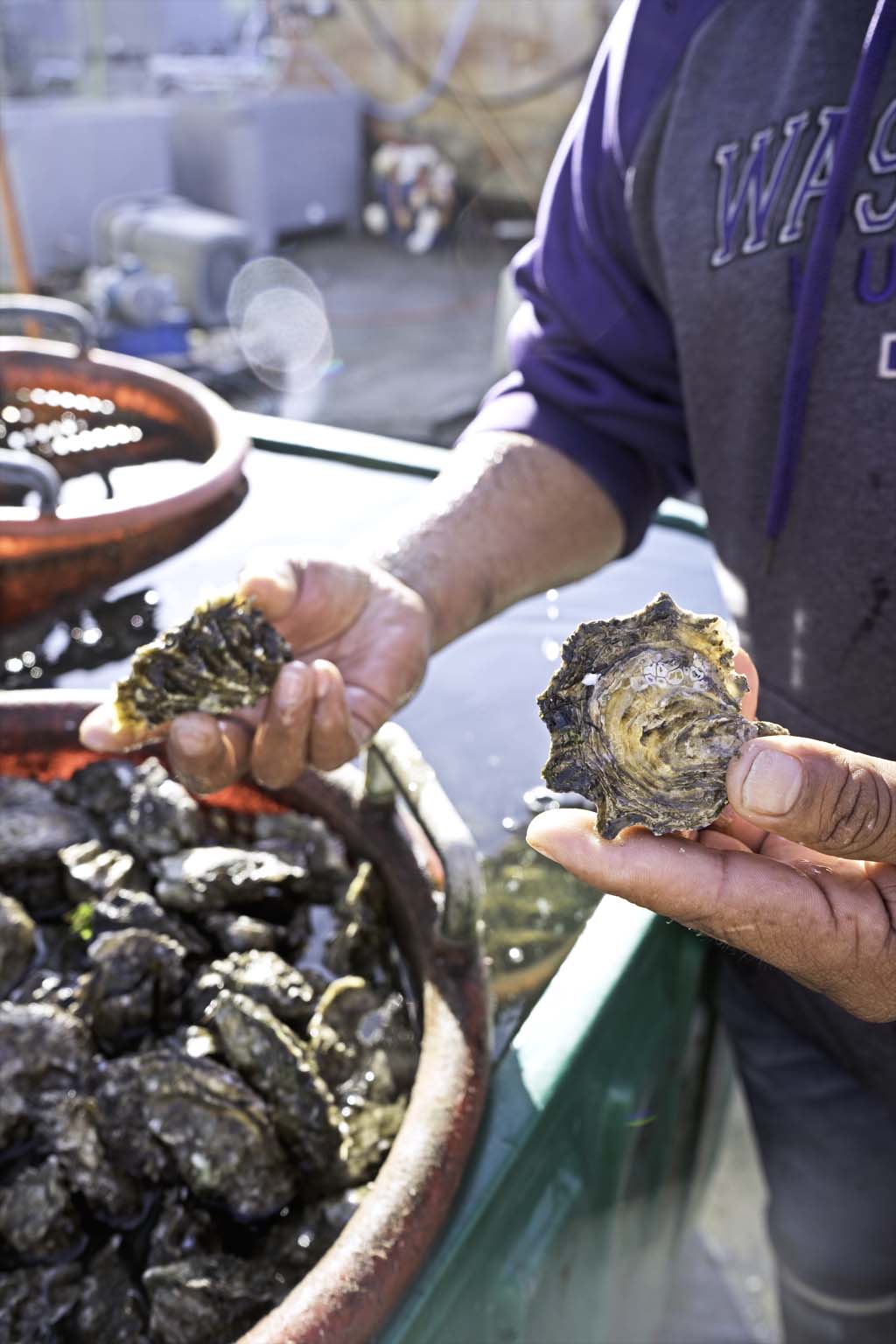 person holding fresh oysters at an oyster farm in Washington