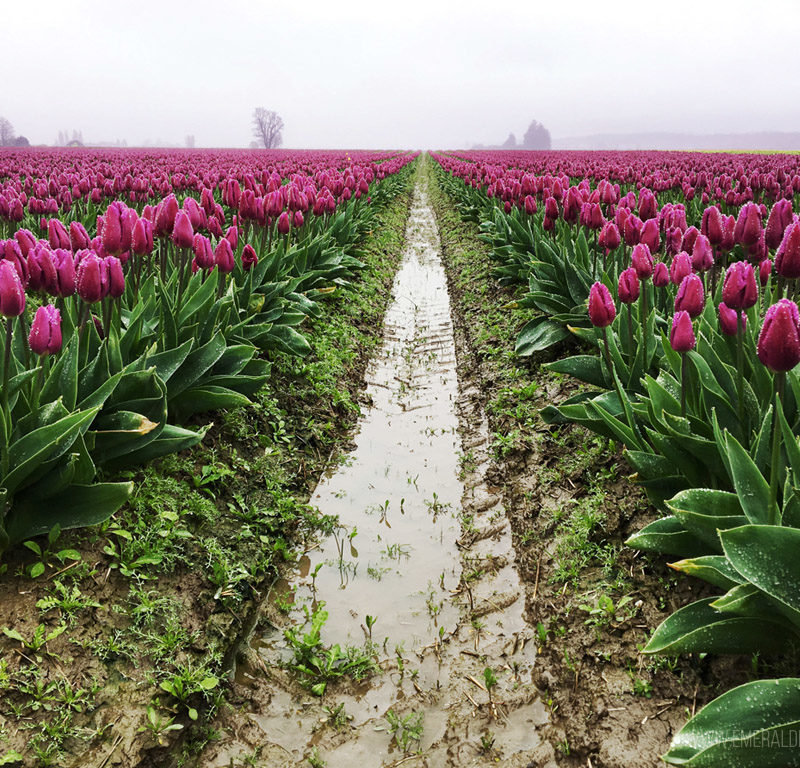 A Local’s Guide to Visiting the Seattle Tulip Festival and Avoiding Crowds