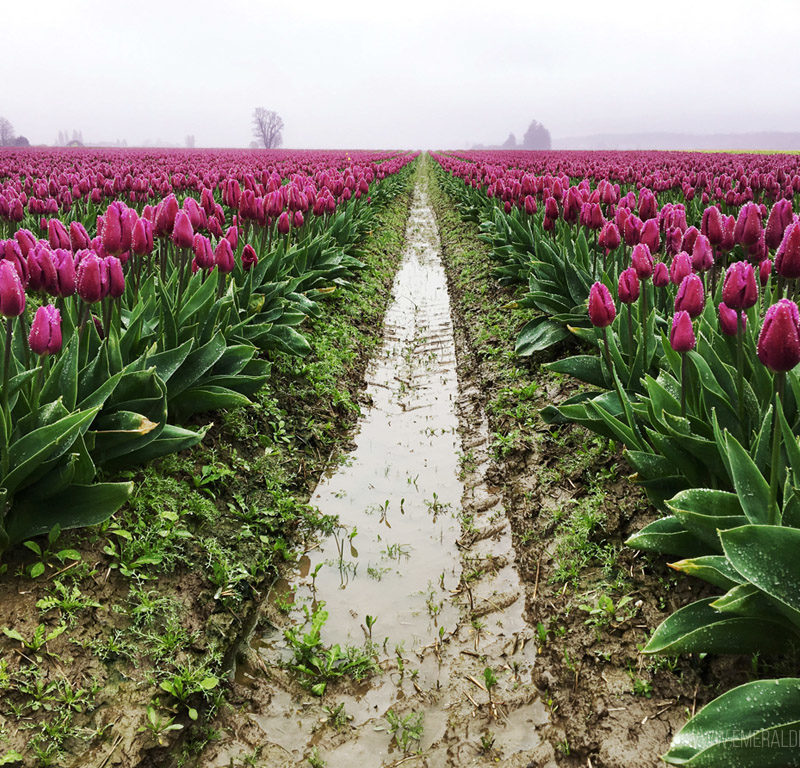 Skagit Valley Tulips
