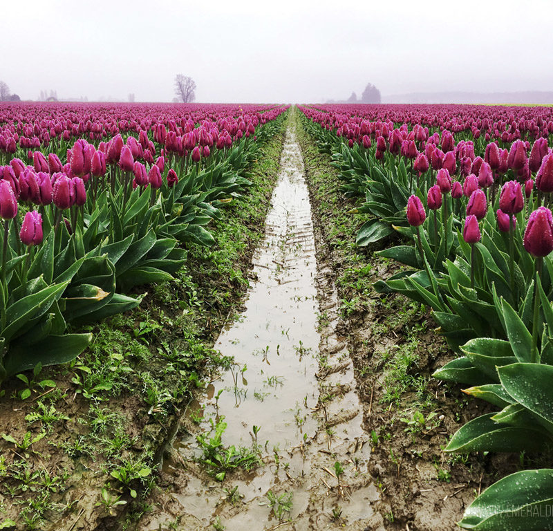 Skagit Valley Tulips