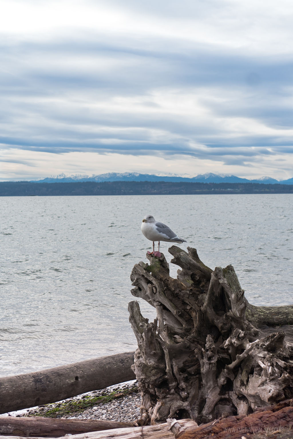 seagull perched on drift wood near water on Camano Island