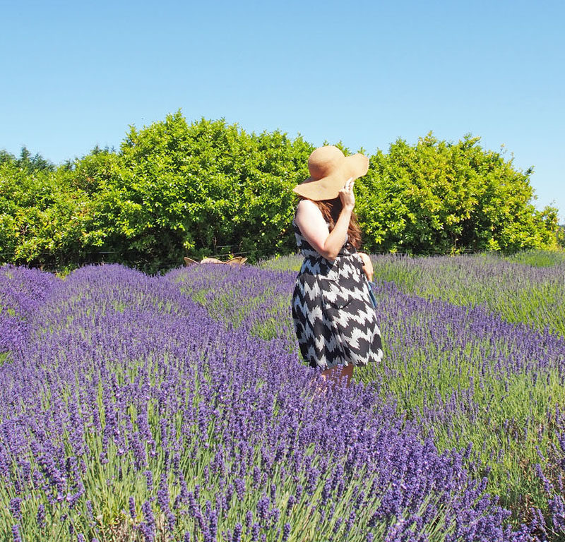 woman in lavender field in Olympia, WA