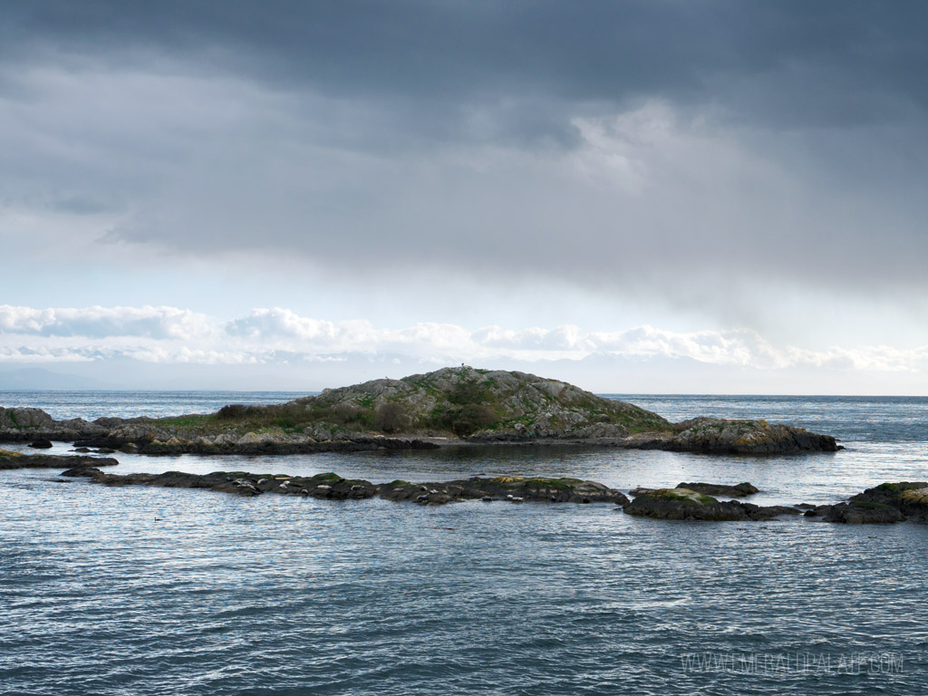 seals lounging on rocks at Shark Reef Sanctuary on Lopez Island, WA