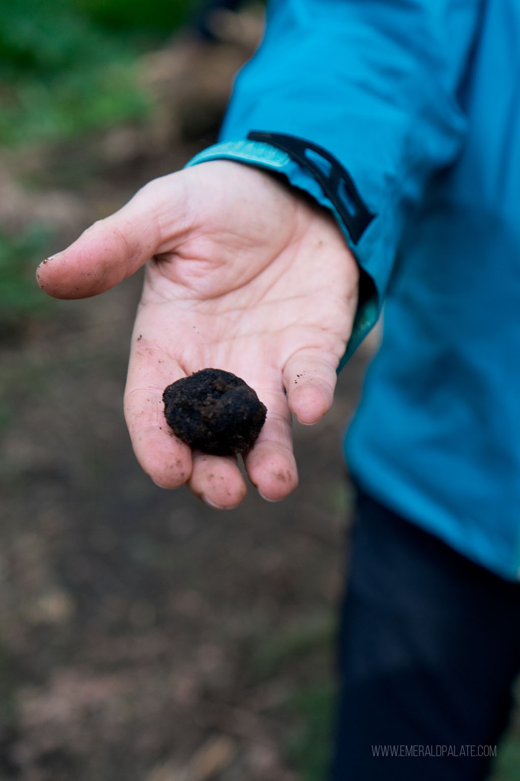 person holding a truffle they foraged in spring in Seattle