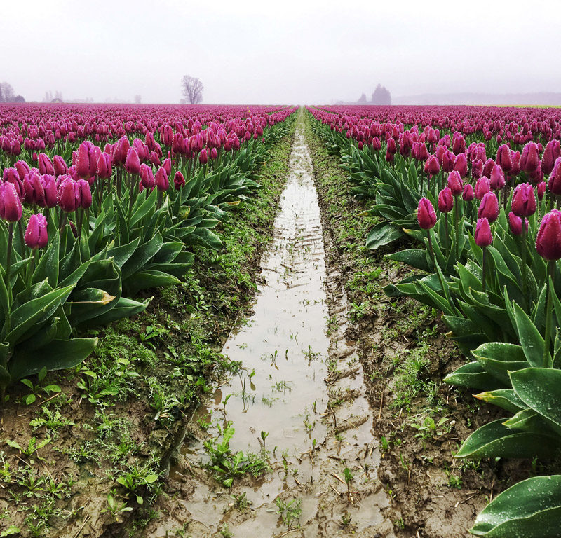 tulip fields, what to do in Seattle during spring break