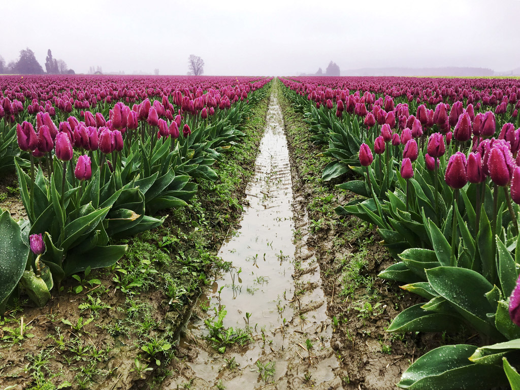 tulip fields, what to do in Seattle during spring break