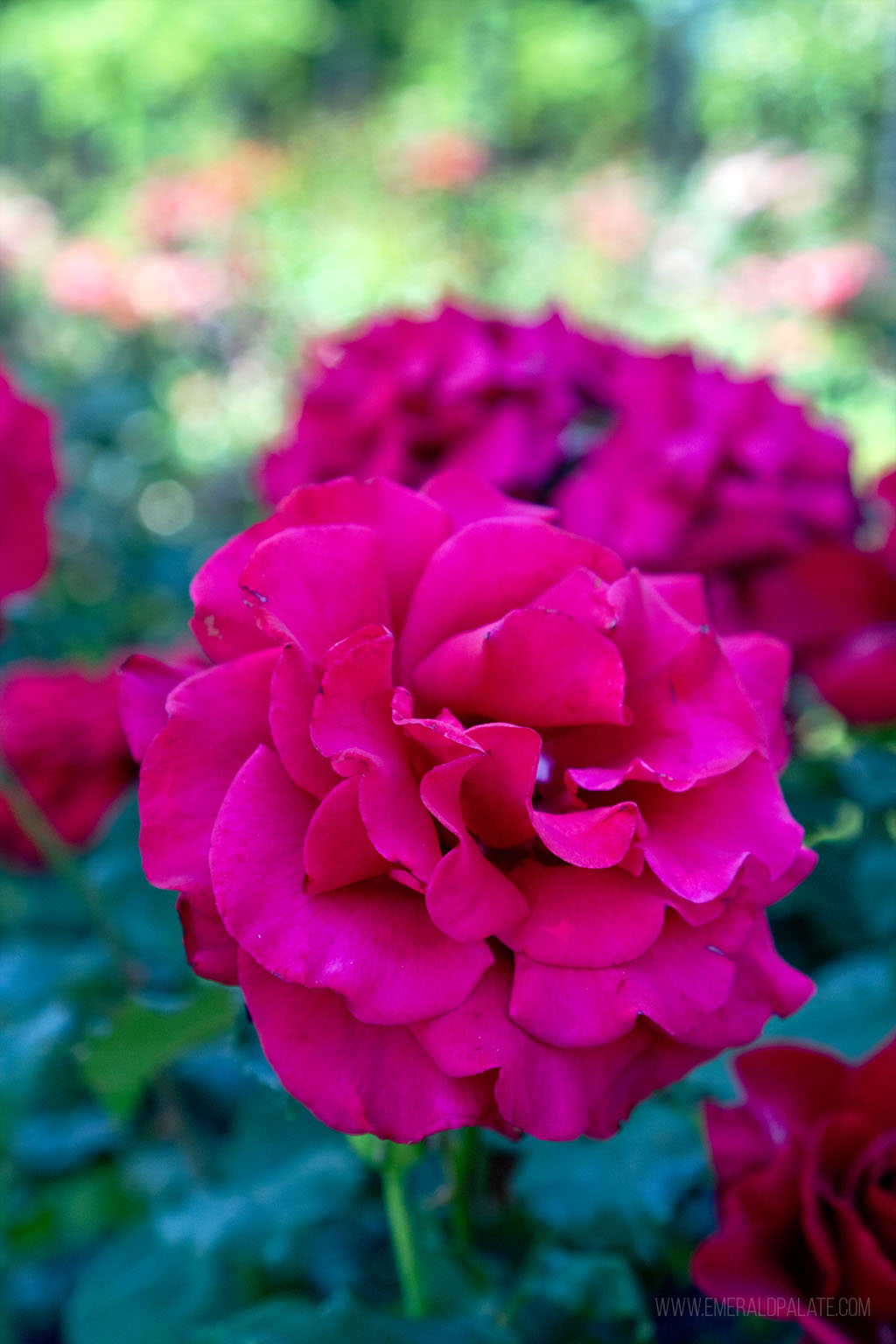 rose at the Eugene, Oregon rose garden