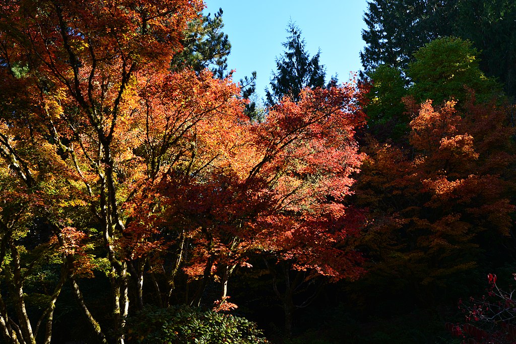 Fall color leaves in Seattle