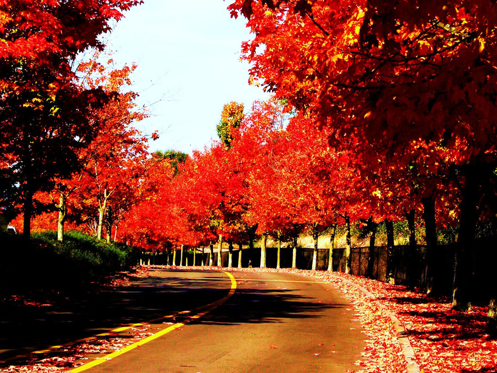 tree lined street with blazing fall foliage