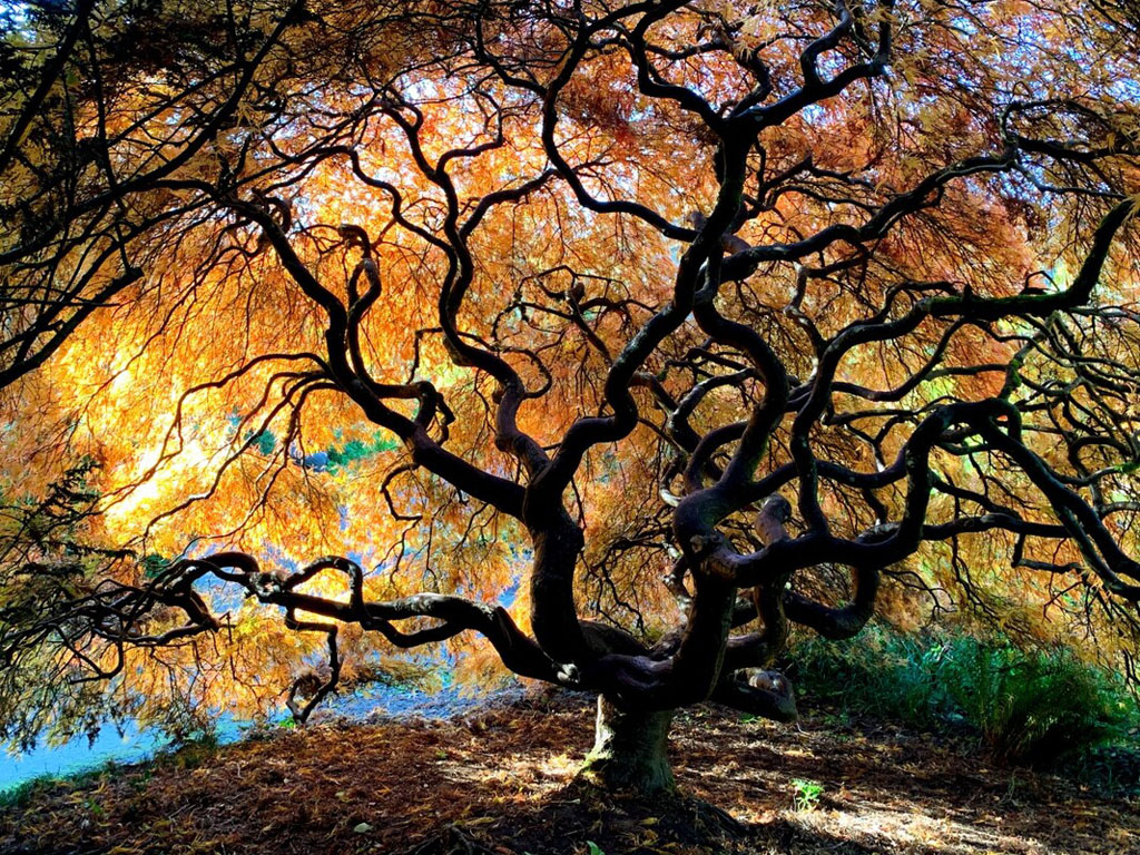 Huge tree with fall colors in Seattle