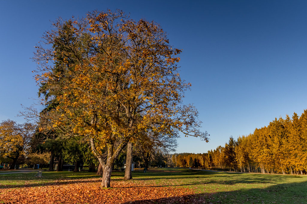 Fall colors in Seattle at Marymoor Park