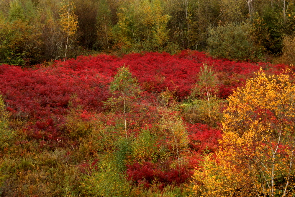 Fall colors in Seattle at Mercer Slough Park