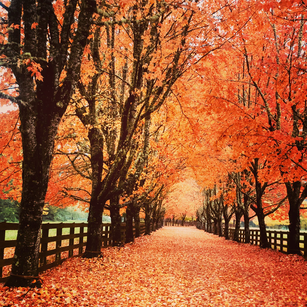 beautiful fall leaves all over the ground on a farm near Seattle